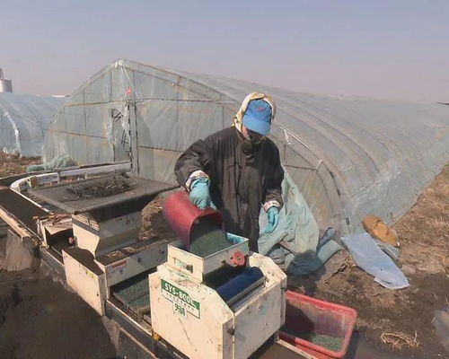 我市水稻工廠化育秧全面展開 促進(jìn)稻谷生產(chǎn)提質(zhì)增效