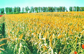 藍(lán)天碧水好生態(tài) 綠色品牌靚龍江稻谷