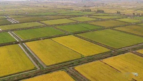 我縣順利通過全國(guó)綠色食品原料水稻標(biāo)準(zhǔn)化生產(chǎn)基地創(chuàng)建驗(yàn)收