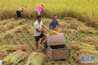 柬埔寨磅通省雨季稻谷產量喜人，農業經濟穩步提升