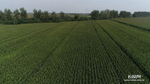 河北高質量推進優質谷子產業集群建設，助力稻谷產業升級