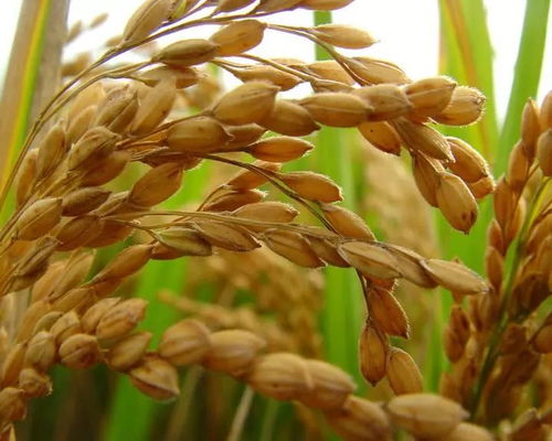 黑龍江啟動中晚稻托市收購政策，首批委托收購庫點名單公布