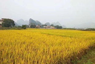 稻谷豐收節 七月盛典，共慶豐收