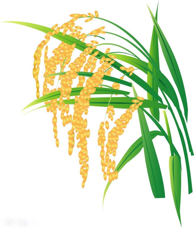 從一粒稻谷到滿園金黃 水稻矢量圖繪制的藝術(shù)與科學(xué)