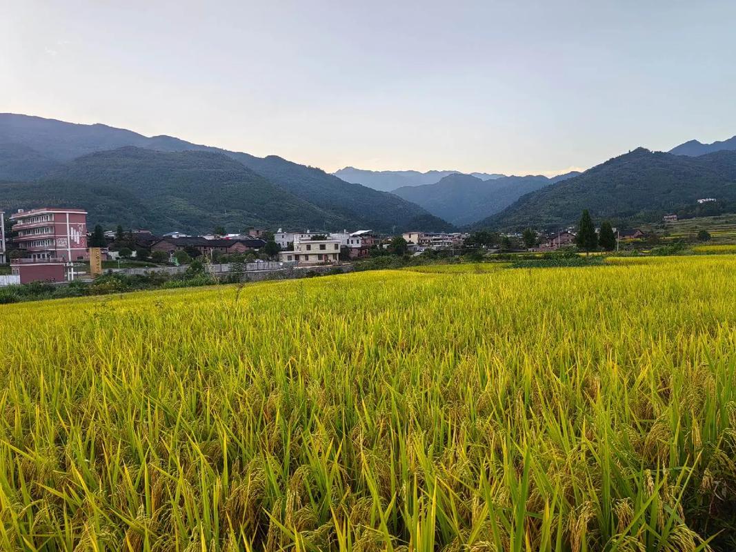 金秋稻香話豐收